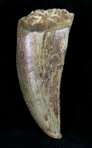 Bargain Carcharodontosaurus Tooth - Thick Tooth #22512